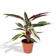 Calathea Triostar (Pauwenplant) ↑ 70 cm
