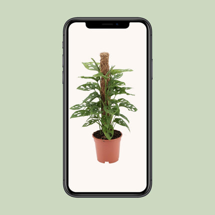 Monstera Monkey - Gatenplant - Ø 17 cm - ↑ 60 cm