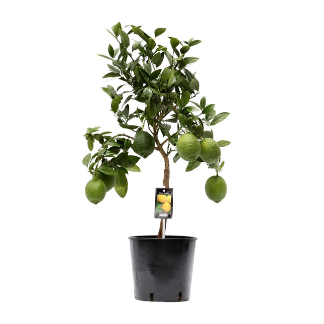 Citrus Lemon (Citroenboom) ↑ 80 cm