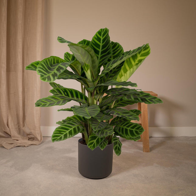 Calathea Zebrina (Pauwenplant) ↑ 80 cm