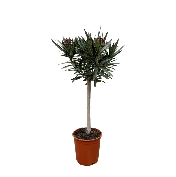 Nerium Oleander - Olijfboom op stam met roze bloem - Ø 22 cm - ↑ 90 cm