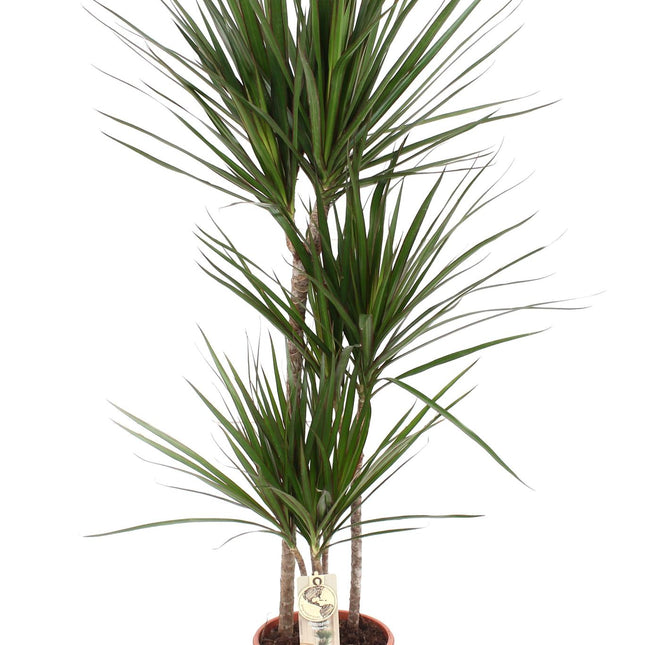 Dracaena Marginata (Drakenbloedboom) - Ø 21 cm - ↑ 120 cm