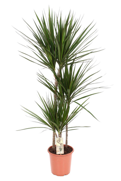 Dracaena Marginata (Drakenbloedboom) - Ø 21 cm - ↑ 120 cm