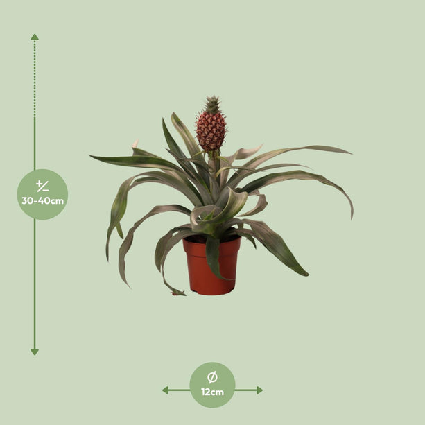 Ananas Rosita (Ananasplant) ↑ 35 cm