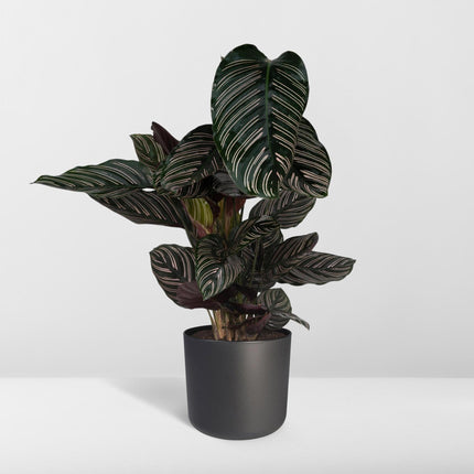 Calathea Ornata (Pauwenplant) ↑ 75 cm