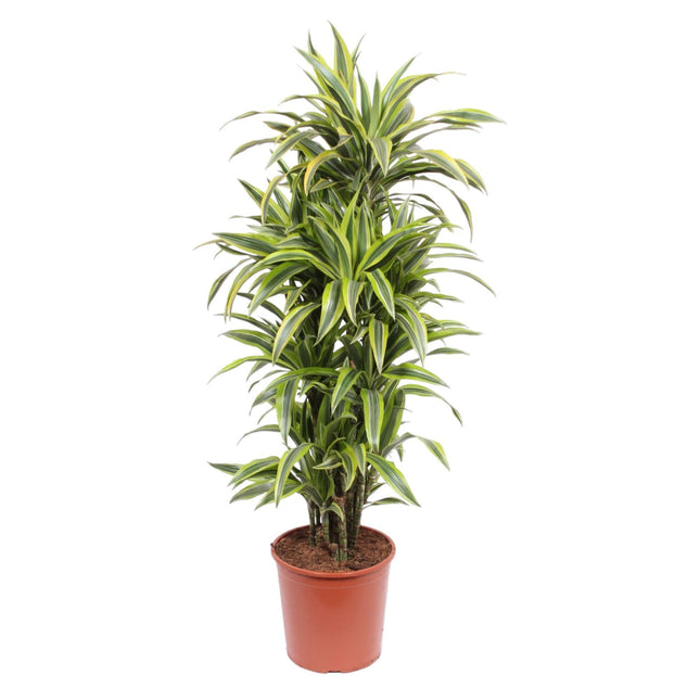 Dracaena Lemon Lime (Drakenbloedboom) - Ø 30 cm - ↑ 150 cm