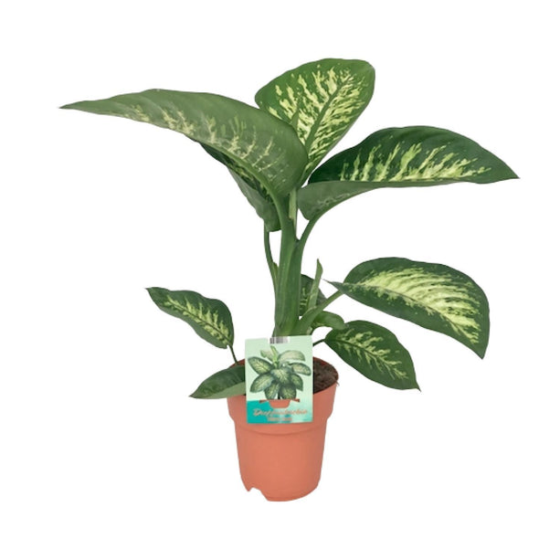 Dieffenbachia seguine Tropic Snow (Dief van Bagdad) - Ø 19 cm - ↑ 70 cm