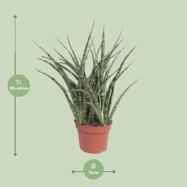 Sansevieria 'Fernwood Punk' (Vrouwentong) - Ø 12 cm - ↑ 35 cm