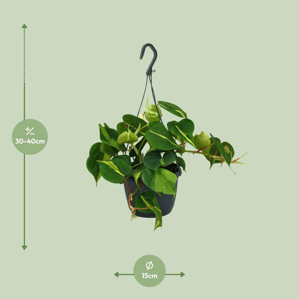 Philodendron Scandens Brasil (Hangplant) ↑ 35 cm