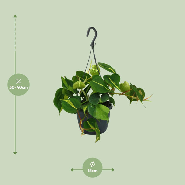 Philodendron Scandens Brasil (Hangplant) ↑ 35 cm