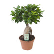 Ficus Ginseng (Bonsai) Ø 17cm - ↑ 40cm