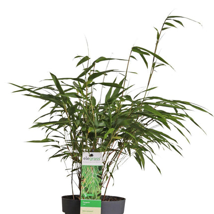 Fargesia rufa (Bamboeplant) - Ø 14 cm - ↑ 40 cm
