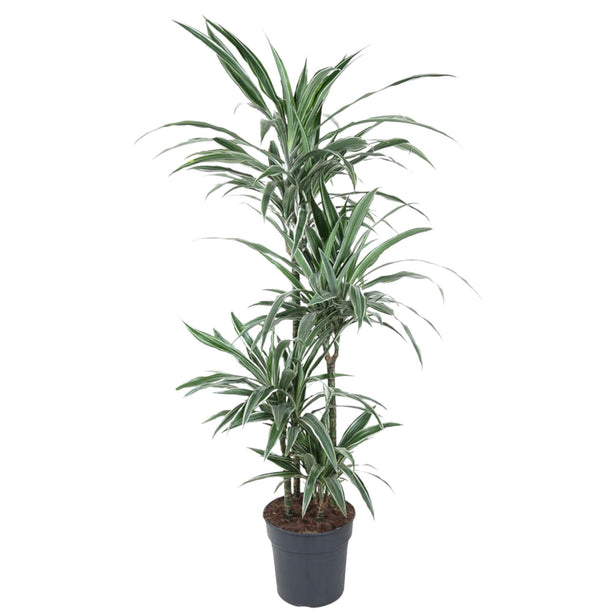 Dracaena Warneckei (Drakenbloedboom) - Ø 24 cm - ↑ 150 cm