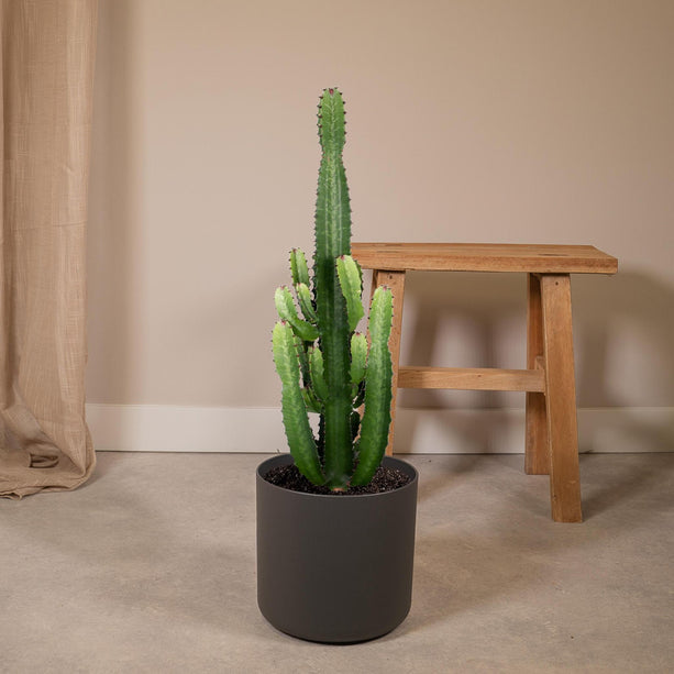 Euphorbia acrurensis (Cowboycactus) - Ø 24 cm - ↑ 60 cm