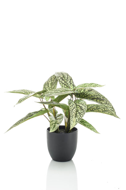 Kunstplant - Calathea Dots - Schaduwplant - ↑ 38 cm