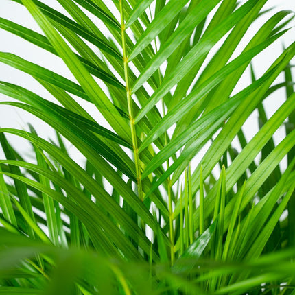 Areca palm - ↑ 130cm