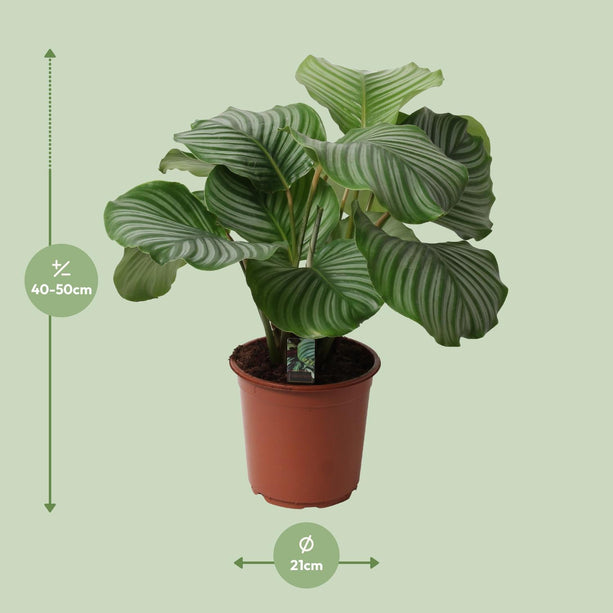 Calathea Orbifolia (Pauwenplant) ↑ 50 cm