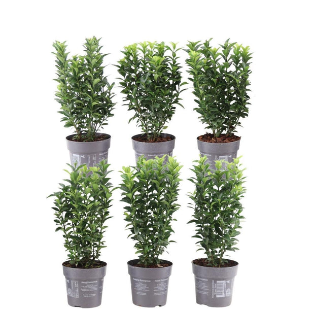 1 Meter Groene Haagplant - Euonymus japonicus 'Green Spire' - Set van 6 Winterharde Haagplanten - Groenblijvende Haag - Vers van de Kwekerij Geleverd