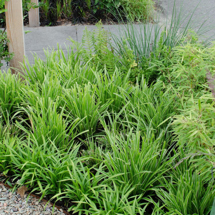 Carex morrowii 'Ice Dance' - IJskruid - Ø 14 cm - ↑ 30 cm