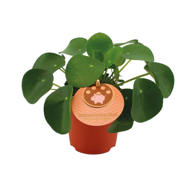 Pilea Peperomioides - Pannenkoekplant - Ø 11 cm - ↑ 15 cm