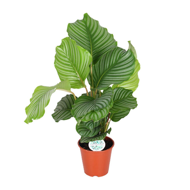 Calathea Orbifolia (Pauwenplant) ↑ 60 cm