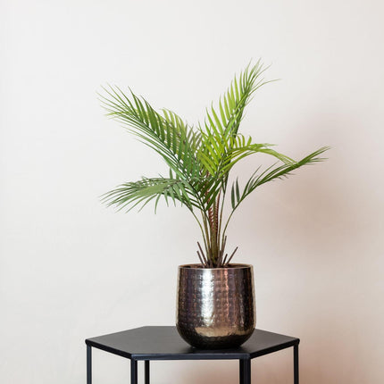 Kunstplant - Chamaedorea - Bergpalm - ↑ 50 cm