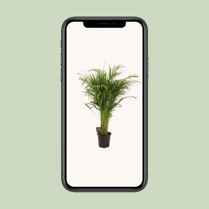 Dypsis lutescens (Goudpalm) - Ø 21 cm - ↑ 110 cm
