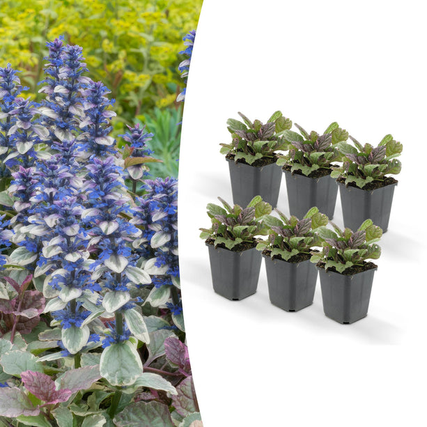 Ajuga reptans 'Burgundy Glow' - ↕25cm - Ø9cm