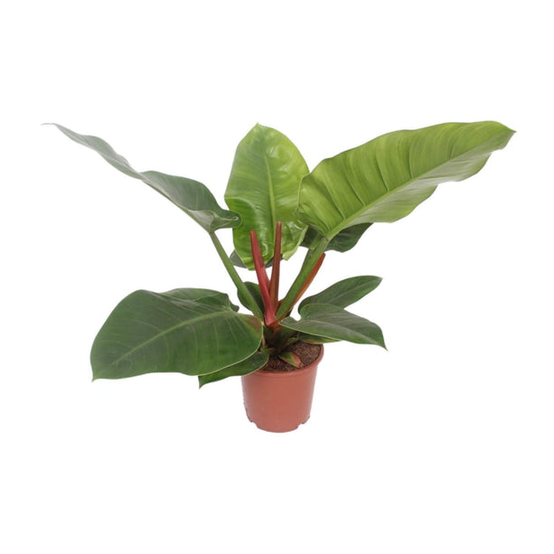 Philodendron Imperial Green - Aronskelkplant - Ø 17 cm - ↑ 60 cm