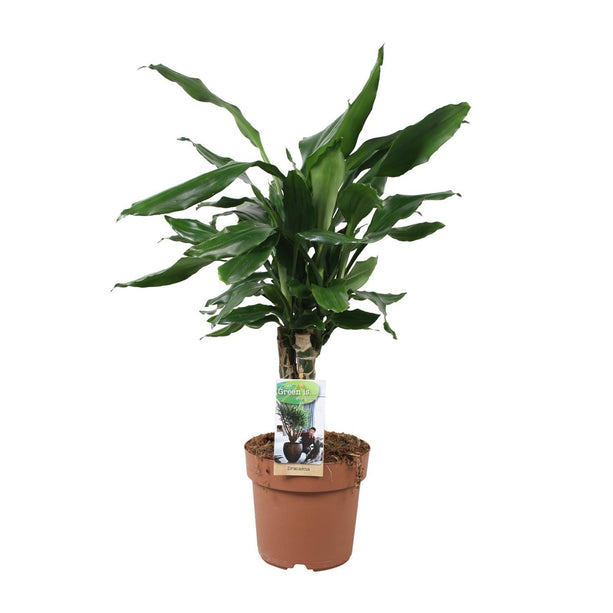 Dracaena fagrans Steudneri Green (Drakenbloedboom) - Ø 17 cm - ↑ 55 cm