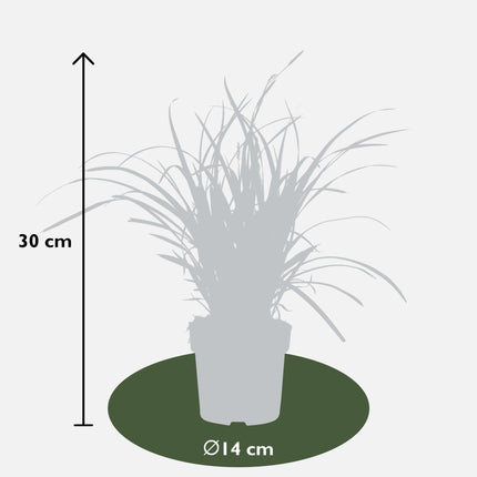 Carex morrowii 'Ice Dance' - IJskruid - Ø 14 cm - ↑ 30 cm