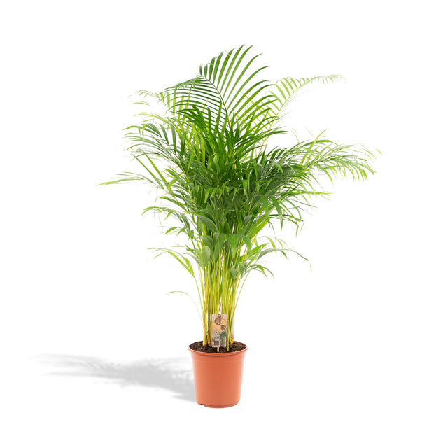 Areca palm - ↑ 130cm