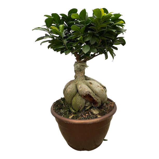 Ficus Microcarpa Ginseng (Bonsai) - ↑ 50 cm