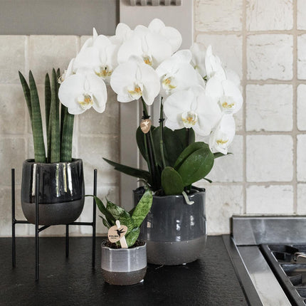 Kolibri Home | Plantenstandaard - Zwart metalen planten verhoging - Ø 12 cm