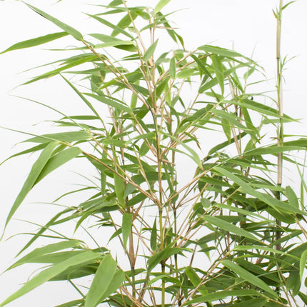 Fargesia rufa (Bamboeplant) - Ø 14 cm - ↑ 40 cm
