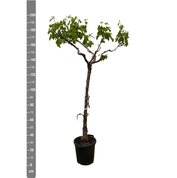 Vitis vinifera (Druivenboom) - Ø 35 cm - ↑ 200 cm