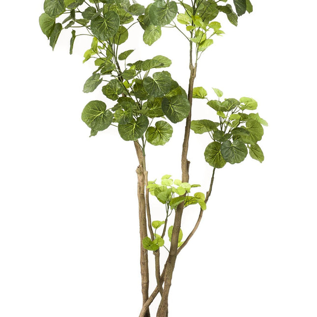 Kunstplant - Polyscias - Aralia - 140 cm