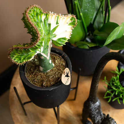Kolibri Home | Plantenstandaard - Zwart metalen planten verhoging - Ø 12 cm
