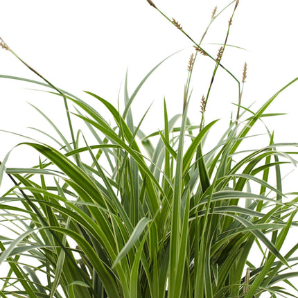 Carex morrowii 'Ice Dance' - IJskruid - Ø 14 cm - ↑ 30 cm