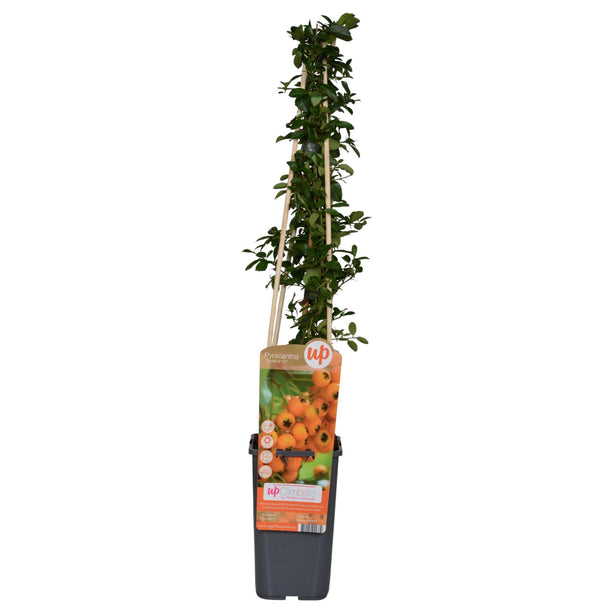 Pyracantha 'Soleil d'Or' (Vuurdoorn) - Ø 15 cm - ↑ 65 cm