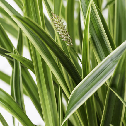 Carex morrowii 'Ice Dance' - IJskruid - Ø 14 cm - ↑ 30 cm